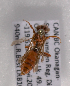  (Nomada BC04 - LRBBC2818)  @12 [ ] CreativeCommons - Attribution Non-Commercial Share-Alike (2009) L.R.Best York University
