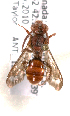  (Nomada BC14 - LRBBC2835)  @12 [ ] CreativeCommons - Attribution Non-Commercial Share-Alike (2009) L.R.Best York University