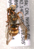  (Nomada on1 - LRBBC2841)  @12 [ ] CreativeCommons - Attribution Non-Commercial Share-Alike (2009) L.R.Best York University