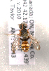  (Nomada on2 - LRBBC2850)  @13 [ ] CreativeCommons - Attribution Non-Commercial Share-Alike (2009) L.R.Best York University
