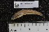  ( - INDOBIOSYS-CCDB25209-B03)  @11 [ ] CreativeCommons - Attribution Non-Commercial Share-Alike (2016) SNSB, Staatliche Naturwissenschaftliche Sammlungen Bayerns ZSM (SNSB, Zoologische Staatssammlung Muenchen)