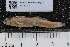  ( - INDOBIOSYS-CCDB25209-E07)  @11 [ ] CreativeCommons - Attribution Non-Commercial Share-Alike (2016) SNSB, Staatliche Naturwissenschaftliche Sammlungen Bayerns ZSM (SNSB, Zoologische Staatssammlung Muenchen)