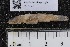 ( - INDOBIOSYS-CCDB25209-E08)  @11 [ ] CreativeCommons - Attribution Non-Commercial Share-Alike (2016) SNSB, Staatliche Naturwissenschaftliche Sammlungen Bayerns ZSM (SNSB, Zoologische Staatssammlung Muenchen)