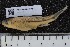  ( - INDOBIOSYS-CCDB25209-E11)  @11 [ ] CreativeCommons - Attribution Non-Commercial Share-Alike (2016) SNSB, Staatliche Naturwissenschaftliche Sammlungen Bayerns ZSM (SNSB, Zoologische Staatssammlung Muenchen)