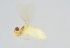  ( - INDOBIOSYS-CCDB25941-C04)  @13 [ ] CreativeCommons - Attribution Non-Commercial Share-Alike (2016) SNSB, Staatliche Naturwissenschaftliche Sammlungen Bayerns ZSM (SNSB, Zoologische Staatssammlung Muenchen)