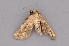  ( - INDOBIOSYS-CCDB27498-F04)  @12 [ ] CreativeCommons - Attribution Non-Commercial Share-Alike (2016) SNSB, Staatliche Naturwissenschaftliche Sammlungen Bayerns ZSM (SNSB, Zoologische Staatssammlung Muenchen)