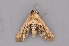  (Anigraea serratilinea - INDOBIOSYS-CCDB27498-F05)  @12 [ ] CreativeCommons - Attribution Non-Commercial Share-Alike (2016) SNSB, Staatliche Naturwissenschaftliche Sammlungen Bayerns ZSM (SNSB, Zoologische Staatssammlung Muenchen)