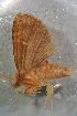  (Elusa puncticeps - INDOBIOSYS-CCDB29039-A11)  @12 [ ] CreativeCommons - Attribution Non-Commercial Share-Alike (2016) SNSB, Staatliche Naturwissenschaftliche Sammlungen Bayerns ZSM (SNSB, Zoologische Staatssammlung Muenchen)