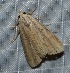  ( - YB-BCI184545)  @11 [ ] No Rights Reserved  Unspecified Unspecified