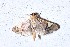  (Deuterophysa BioLep508 - YB-BCI189588)  @11 [ ] No Rights Reserved  Unspecified Unspecified