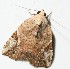  ( - YB-BCI191875)  @11 [ ] No Rights Reserved  Unspecified Unspecified