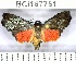  (Metalobosia ducalis - YB-BCI167751)  @14 [ ] No Rights Reserved  Unspecified Unspecified
