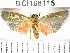  (Illice sp. 3YB - YB-BCI168115)  @13 [ ] No Rights Reserved  Unspecified Unspecified