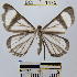  (Perigramma sp. 1YB - YB-BCI1475)  @13 [ ] No Rights Reserved  Unspecified Unspecified