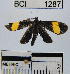  ( - YB-BCI1287)  @12 [ ] No Rights Reserved  Unspecified Unspecified