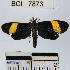  (Lyces sp. 1YB - YB-BCI7873)  @13 [ ] No Rights Reserved  Unspecified Unspecified