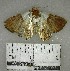  (unclassified Eulepidotinae - YB-BCI177444)  @11 [ ] No Rights Reserved  Unspecified Unspecified