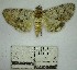  (Coenipeta sp. 3YB - YB-BCI177262)  @11 [ ] No Rights Reserved  Unspecified Unspecified