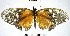  (Eresia ithomioides - YB-BCI108104.2)  @11 [ ] No Rights Reserved  Unspecified Unspecified