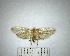  (Oecophoridae sp. 8YB - YB-BCI171503)  @11 [ ] No Rights Reserved  Unspecified Unspecified