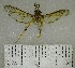  (Sesiidae sp. 1YB - YB-BCI154797)  @11 [ ] No Rights Reserved  Unspecified Unspecified