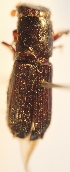  (Megaplatypus sp. 1YB - YB-BCI362)  @12 [ ] No Rights Reserved  Unspecified Unspecified