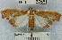 (Megastes sp. 1YB - YB-BCI6765)  @14 [ ] No Rights Reserved  Unspecified Unspecified