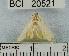  (Leucochromodes sp. 1YB - YB-BCI20521)  @12 [ ] No Rights Reserved  Unspecified Unspecified