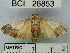  (Epipaschia sp. 1YB - YB-BCI26853)  @13 [ ] No Rights Reserved  Unspecified Unspecified