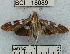  (Desmia sp. 2YB - YB-BCI18089)  @13 [ ] No Rights Reserved  Unspecified Unspecified