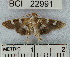  (Desmia sp. 4YB - YB-BCI22991)  @13 [ ] No Rights Reserved  Unspecified Unspecified