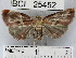  (Azamora sp. 1YB - YB-BCI25452)  @13 [ ] No Rights Reserved  Unspecified Unspecified