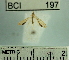  (Adela sp. 1YB - YB-BCI197)  @11 [ ] No Rights Reserved  Unspecified Unspecified