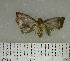  (Phycitinae sp. 11YB - YB-BCI167629)  @11 [ ] No Rights Reserved  Unspecified Unspecified
