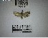  (Phycitinae_gen - YB-BCI193134)  @11 [ ] No Rights Reserved  Unspecified Unspecified