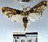 (Megastes grandalis - YB-BCI32314)  @14 [ ] No Rights Reserved  Unspecified Unspecified