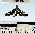  (Desmia sp. 17YB - YB-BCI41156)  @12 [ ] No Rights Reserved  Unspecified Unspecified