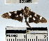  (Desmia sp. 26YB - YB-BCI30099)  @12 [ ] No Rights Reserved  Unspecified Unspecified