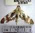  (Desmia sp. 24YB - YB-BCI50944)  @11 [ ] No Rights Reserved  Unspecified Unspecified