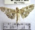  (Desmia sp. 31YB - YB-BCI174530)  @11 [ ] No Rights Reserved  Unspecified Unspecified