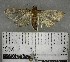  (Coenostola sp. 3YB - YB-BCI182307)  @11 [ ] No Rights Reserved  Unspecified Unspecified