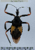  (Apiomerus sp. 2YB - YB-BCI167377.2)  @11 [ ] No Rights Reserved  Unspecified Unspecified