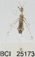  (Stenolemus saileri - YB-BCI25173)  @12 [ ] No Rights Reserved  Unspecified Unspecified