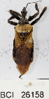  (Apiomerus barrocoloradoi - YB-BCI26158)  @14 [ ] No Rights Reserved  Unspecified Unspecified