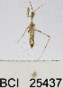  (Stenolemus sp. 2YB - YB-BCI25437)  @11 [ ] No Rights Reserved  Unspecified Unspecified