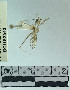  (Stenolemus sp. 1YB - YB-BCI162543)  @11 [ ] No Rights Reserved  Unspecified Unspecified