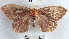  (Cerodirphia sp. 1YB - YB-BCI1070)  @14 [ ] No Rights Reserved  Unspecified Unspecified