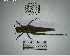  (Proctolabinae - YB-BCI195155)  @11 [ ] No Rights Reserved  Unspecified Unspecified