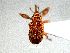  (Anthonomus sp. cur158SG - SG-BCISP-6309)  @14 [ ] No Rights Reserved (2013) Unspecified NA