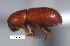  (Araptus sp. cur112SG - SG-BCISP-10034)  @11 [ ] No Rights Reserved (2015) Unspecified n/a